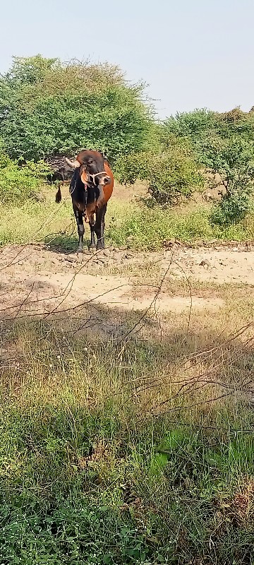 ખૂટ વેચવાનોછે