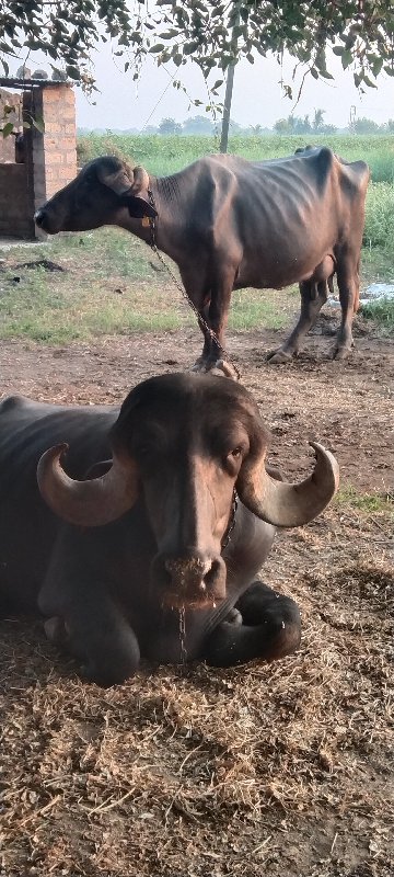 આખો તબેલો વેચવા...