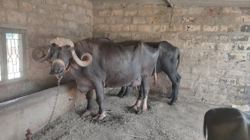 ભેશવોશવાનીશે