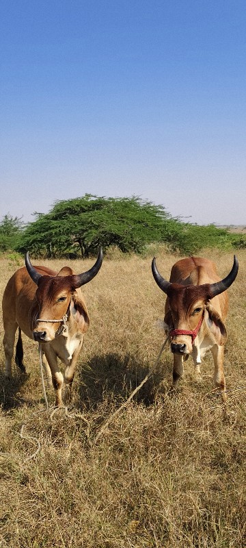 ગોધલા