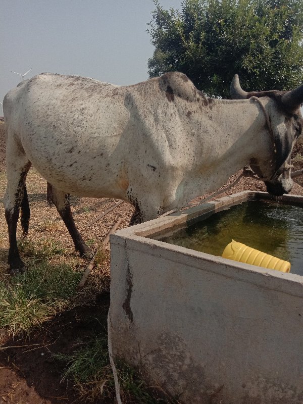 આ ગાલીડી છે વેચ...