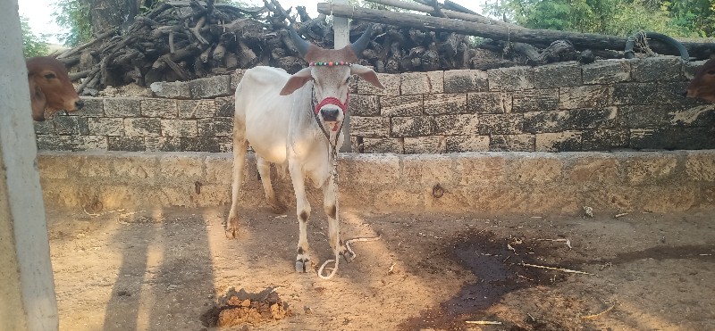 ગોઢલા વેસવાના છ...