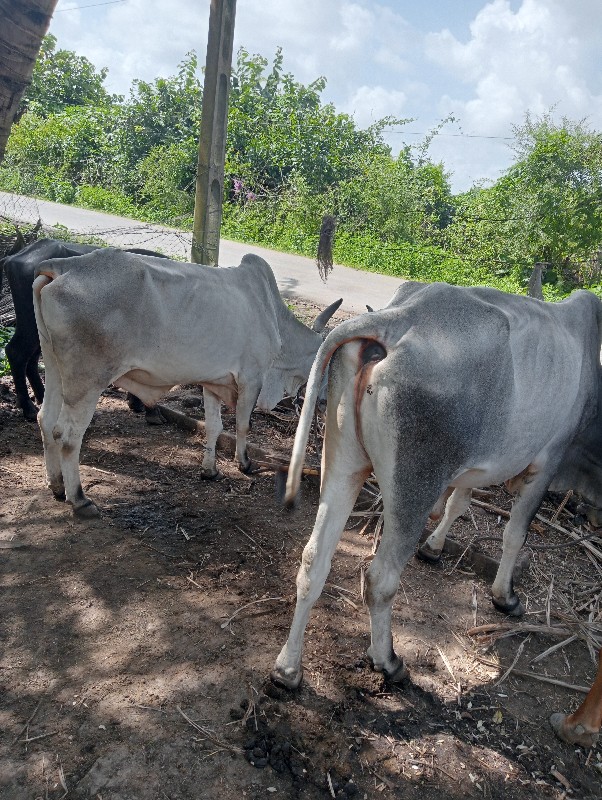 ગોધલા વેચવાના છ...