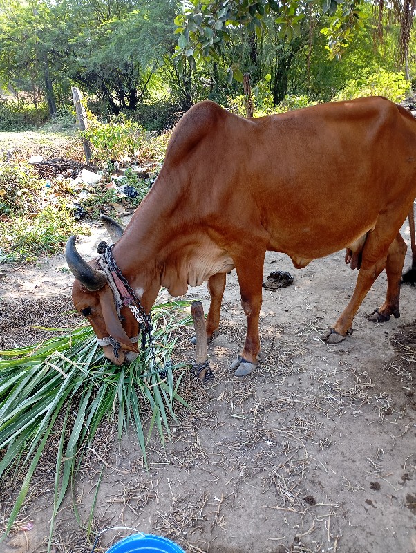 ઓરીજનલ દેશી ગાય...