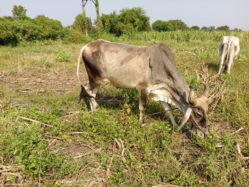 બળદ9913199319
એ...