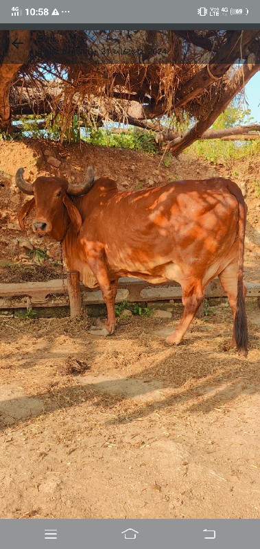 દેશી ગાય વેચવાન...