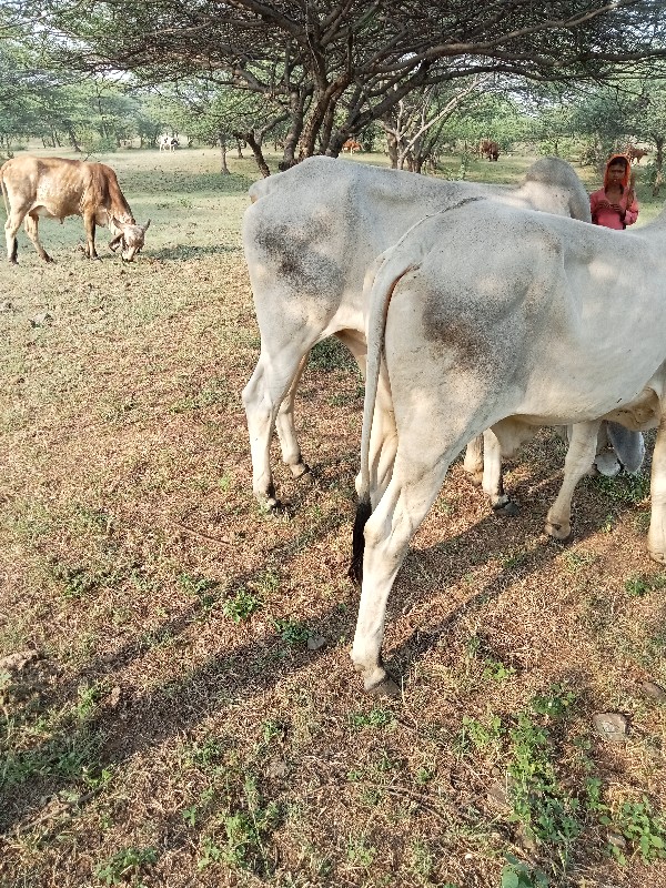 બળદ