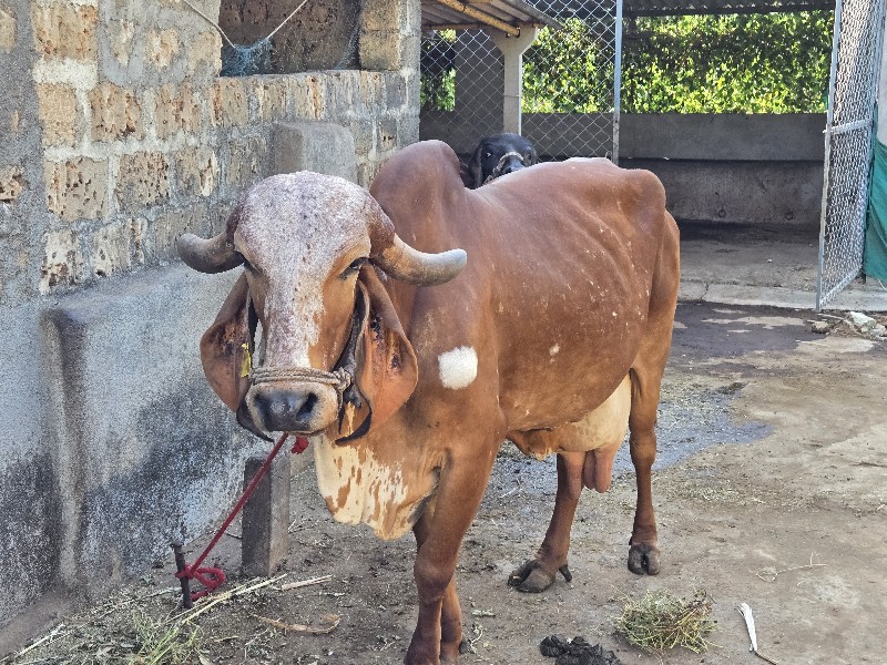 ગીર ગાય વેચવાની...