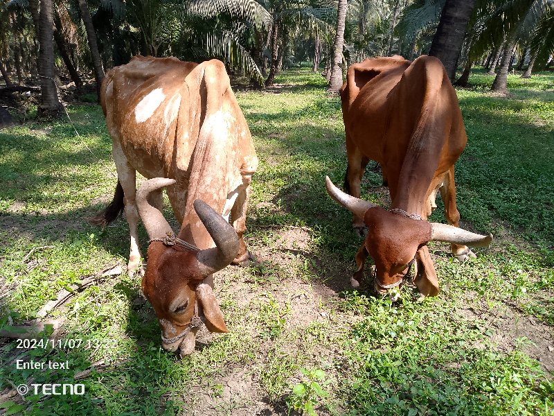 આ બળદ વેચવાના છ...