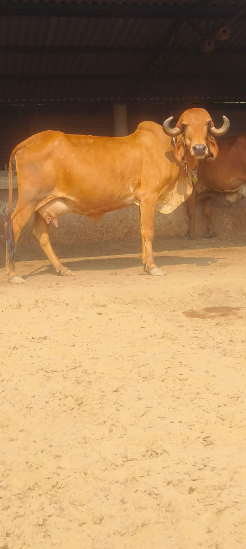 Gir cow