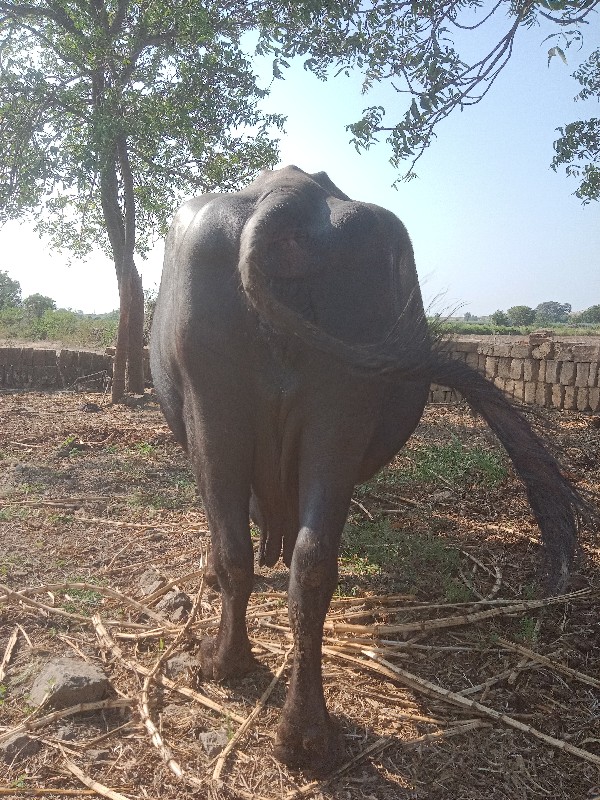 ભેંશ વેચવાની