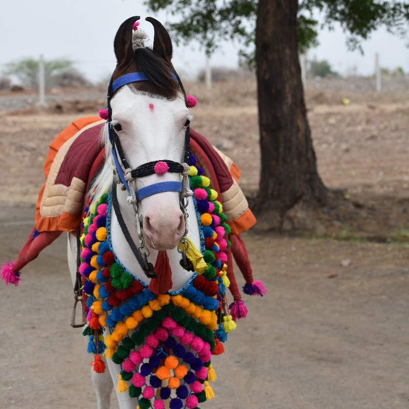 બાવળિ ઘોડી કોપી...