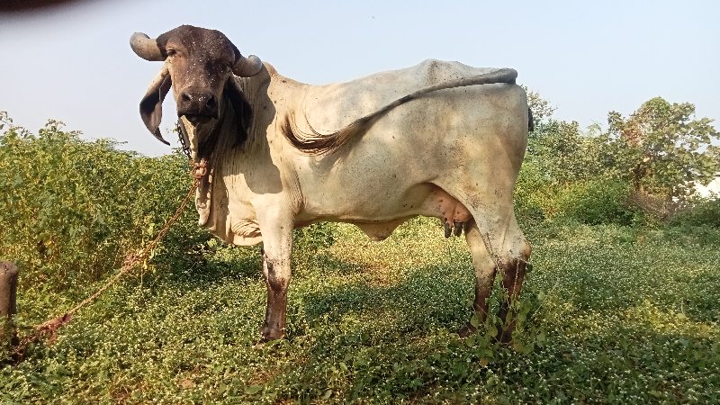 ગાય વેચવાની છે