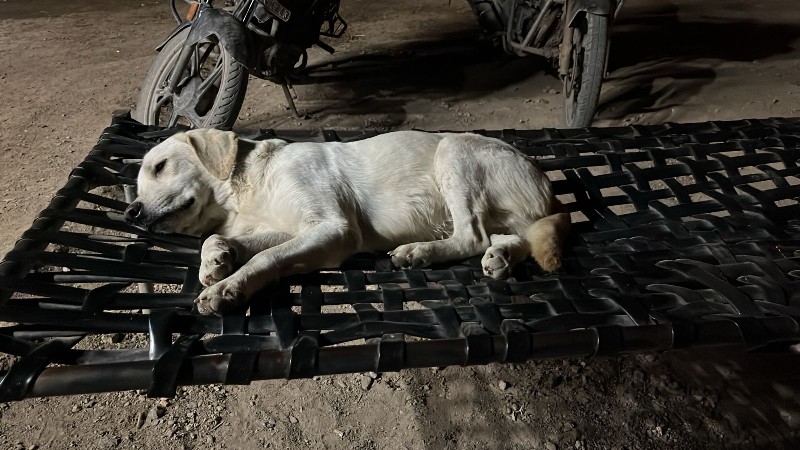 કૂતરો વેચવાનો છ...