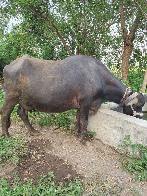 ભેંસ વેચવાની છે