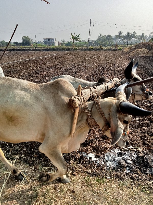 ગૌઢલા