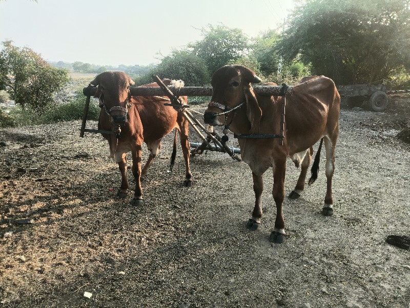 ગોઢલા વેચવાના છ...