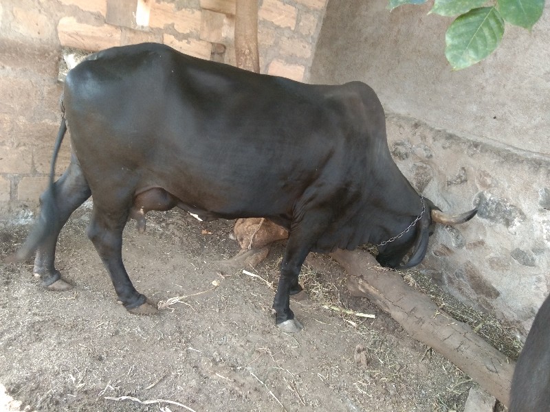 deshi Kali