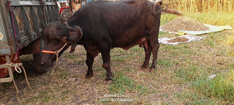 ટોપ જાફરી ખડાઈ...