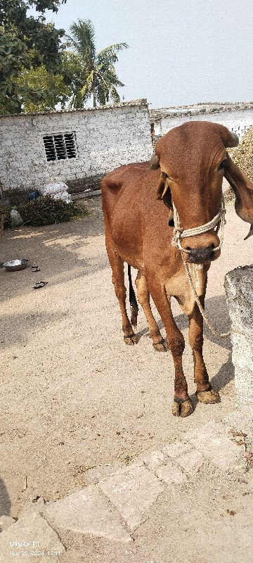 વેચવાનો છે