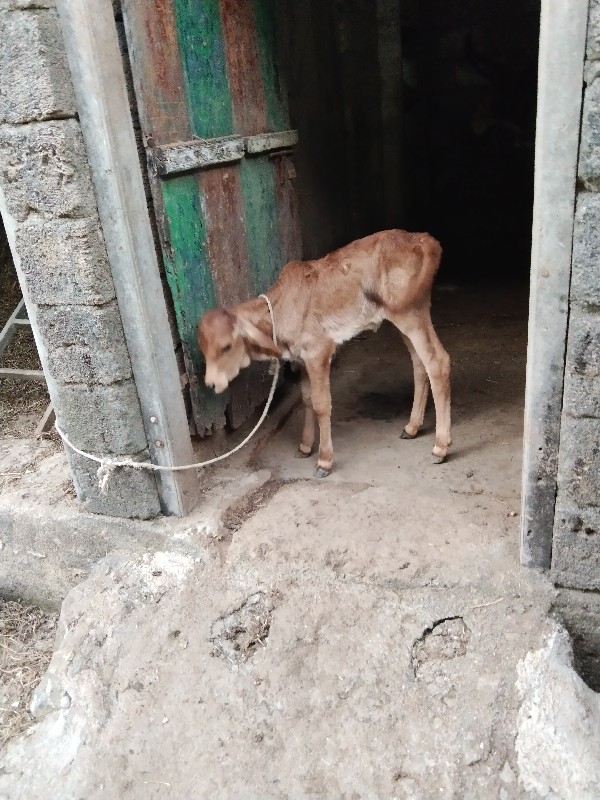 ગાય વેચવાની છે