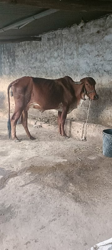 ઓરીજનલ ગીર ગાય...