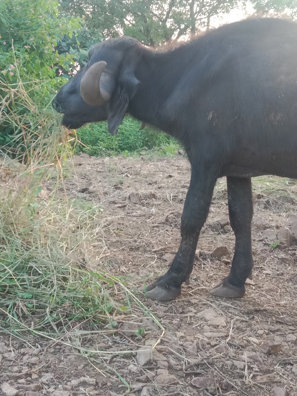 ખડેલિવછવાછે