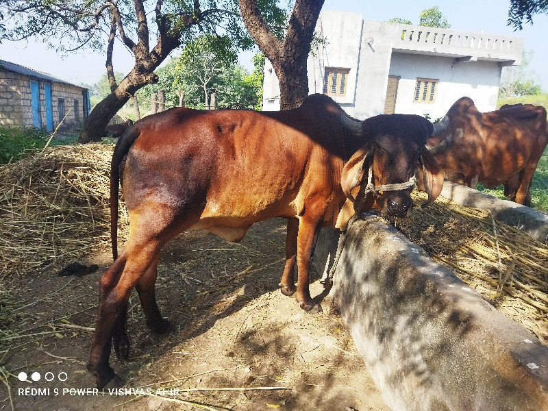 જામલી ઓદકી