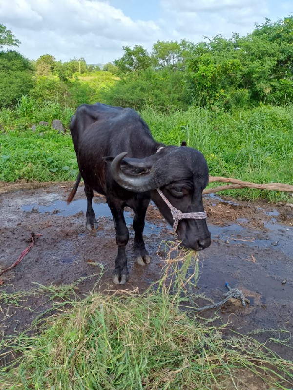 ભેંસ