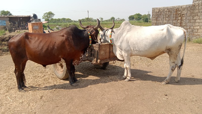 Junagarh passio...