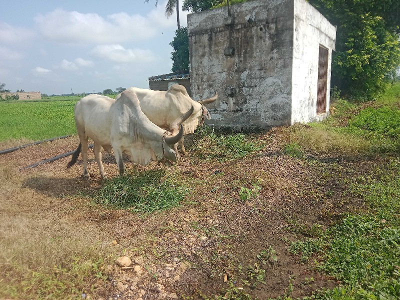 બીજીધરનાબરધવેસવ...