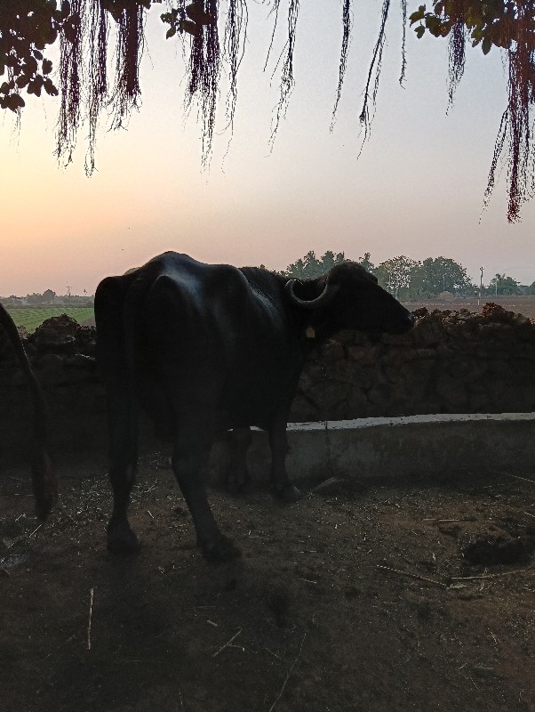 ભેંસ વેચવાની છે