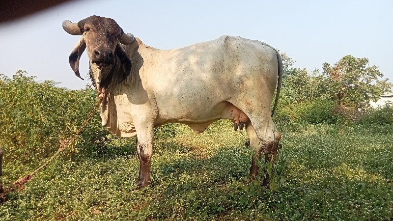 ગાય વેચવાની છે