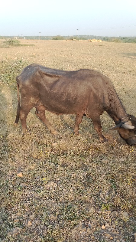 ભેંસ વેચવાની છે