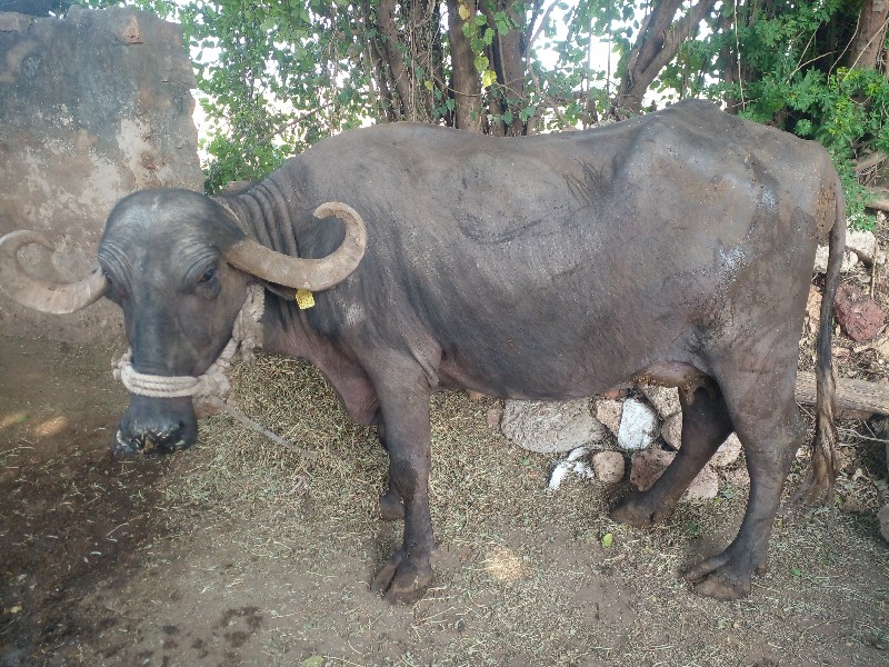 આભેસ તીજુવેતર વ...