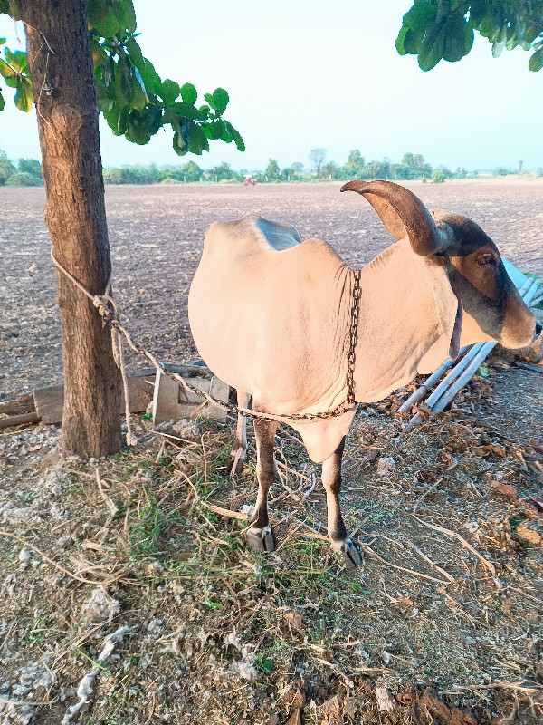 ગાય બે વેશવાની...