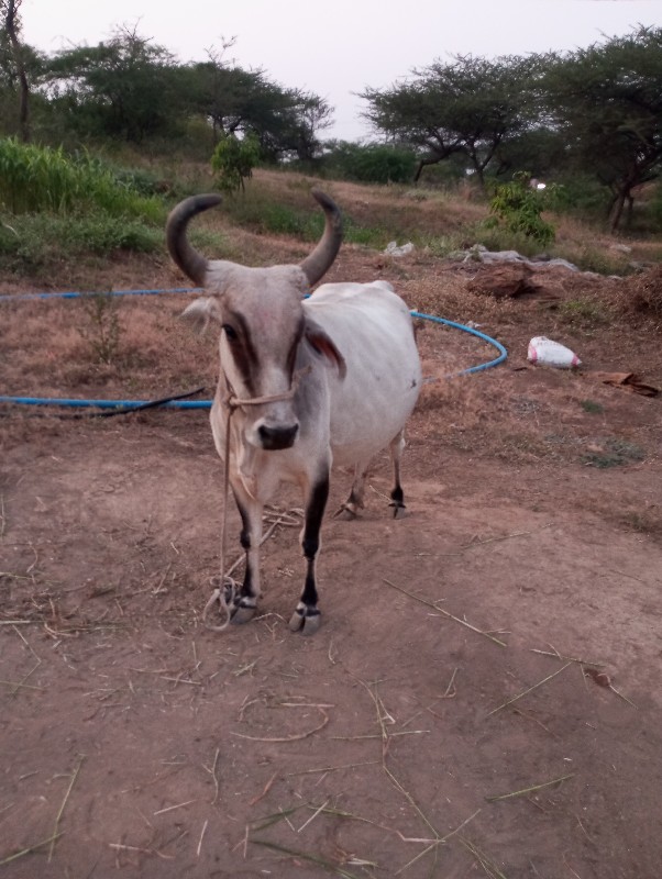 ગાય