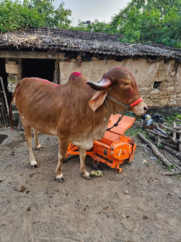 ગાય વેચવાની છે