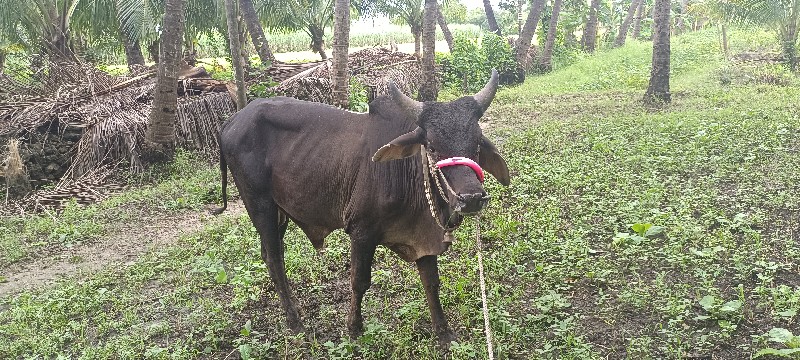 વઢીયારા વાસડા બ...