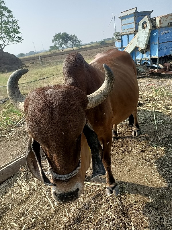 ગીર ગાય વેચવાની...