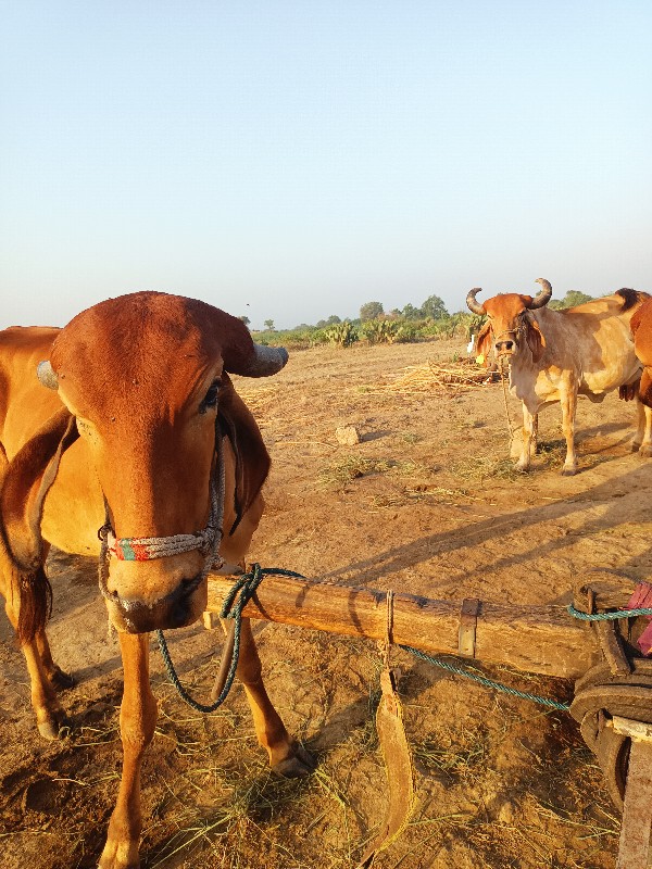 આ ગોઢલા વેચવા ન...