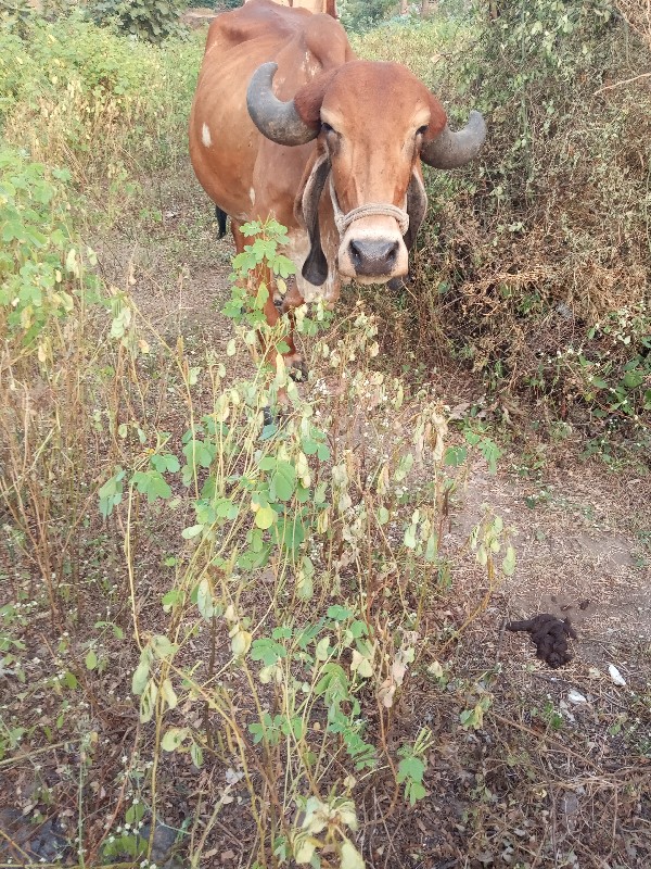 ચાવડા કિશોરભાઈ