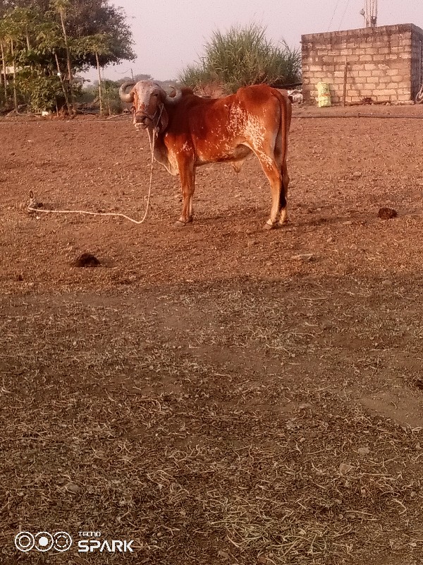 વેચવાનુછે