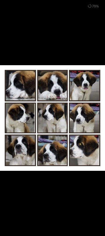 St Bernard