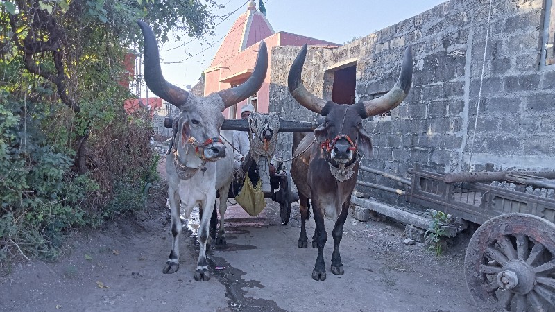 બળદ દેવાનો છે