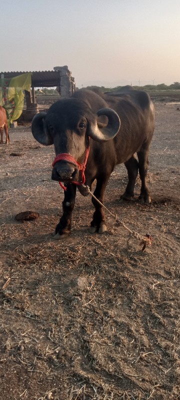 ખડેલી વેચવાની છ...