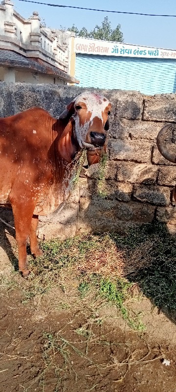 ઓડકી વેચવાનીછે