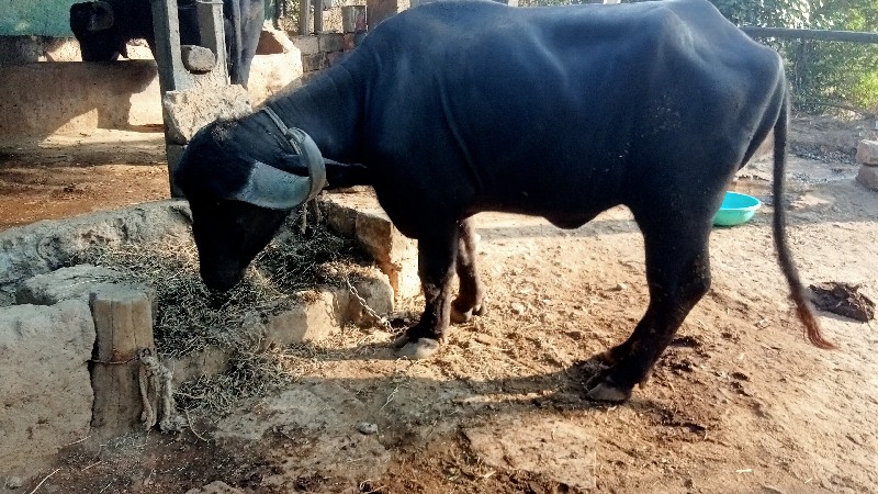 ખળેલી વેચવાની છ...