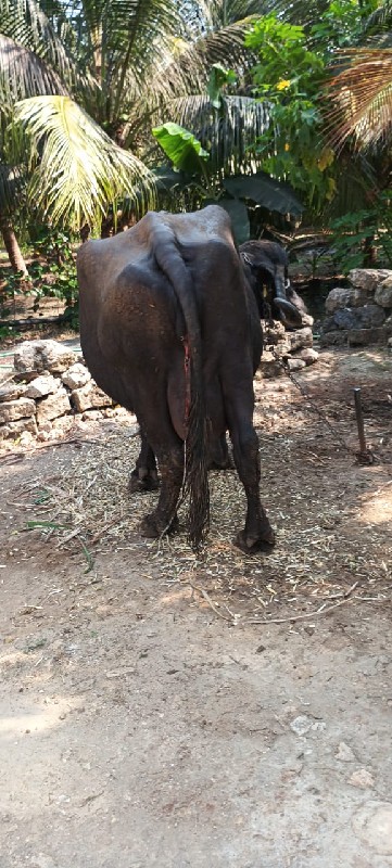 ભેંશ વેચવાની છે