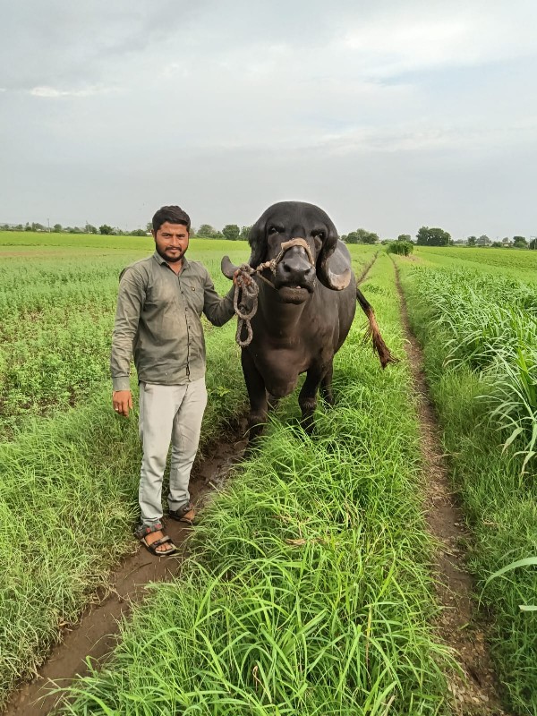 જાફરાબાદી ભેંસ...